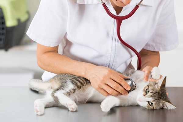 Cara Merawat Hewan Peliharaan Agar Tetap Sehat dan Aktif